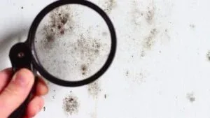 Mould on a wall seen through a magnifying glass